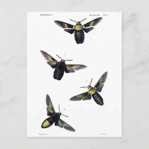 Victorian Moths Vykort
