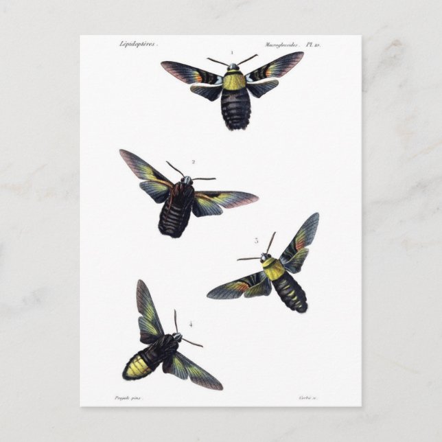 Victorian Moths Vykort (Framsida)