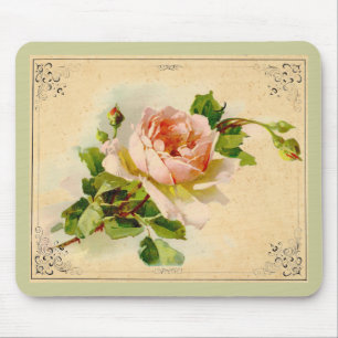 Victorian Rosa ros Musmatta