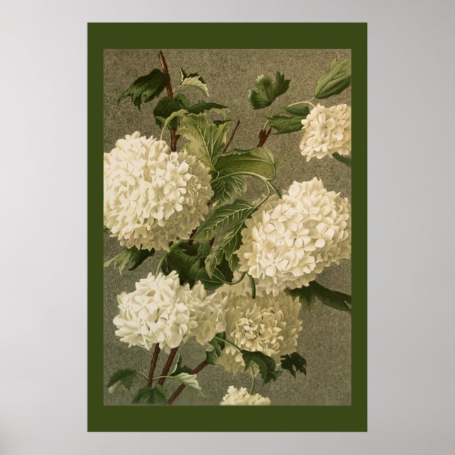 Victorian Stil White Hydrangea Flowers Poster (Framsidan)
