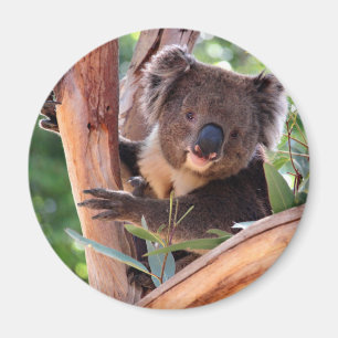 VictorianKoala Magnet
