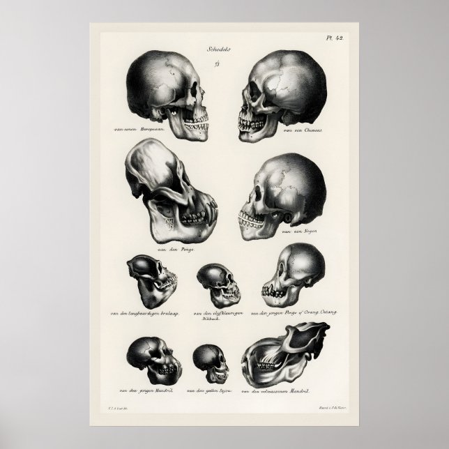Victoriansk Anatomisk Skalle Konsttryck Människa & Poster (Framsidan)
