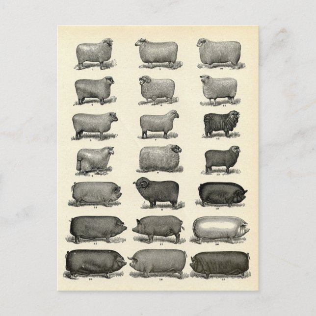 Victoriansk etsning av grisar och får vykort (Framsida)