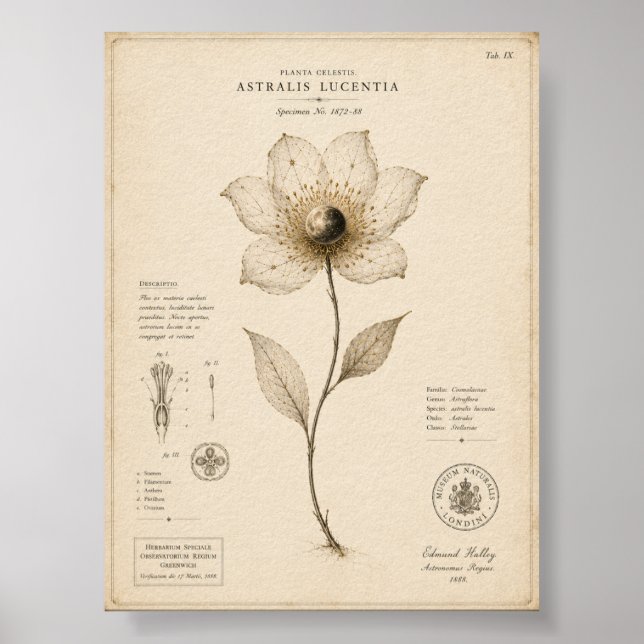 Victoriansk himmelskt botaniskt museeutskrift poster (Framsidan)