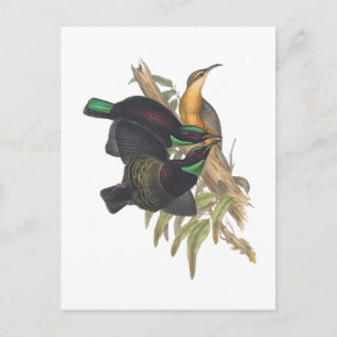 Victorias Rifle Bird Vykort