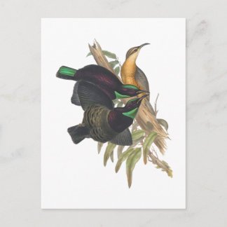 Victorias Rifle Bird Vykort