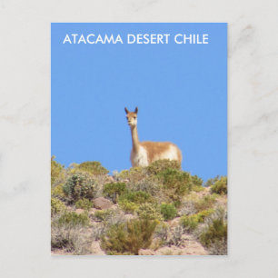 Vicuna Atacama Desert, Chiles vykort - Lodrät