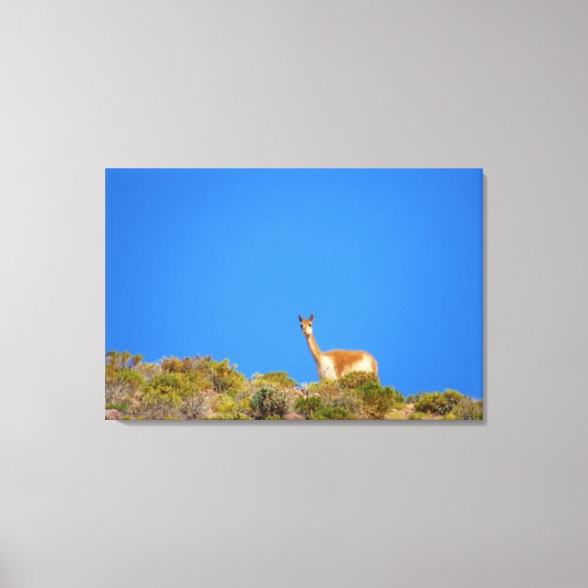 vicuña blue canvastryck (Framsida)