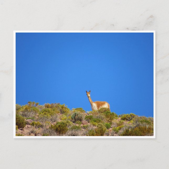 vicuña blue vykort (Framsida)