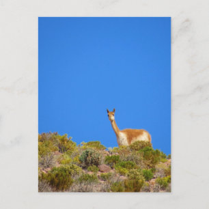 vicuña camelid blue vykort