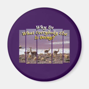 Vicuña Guanaco Älskare - Äventyr-resecitat Magnet