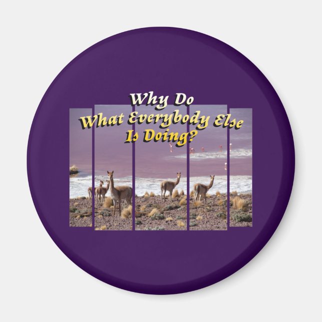 Vicuña Guanaco Älskare - Äventyr-resecitat Magnet (Framsidan)