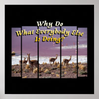 Vicuña Guanaco Älskare - Äventyr-resecitat