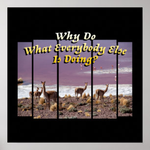 Vicuña Guanaco Älskare - Äventyr-resecitat Poster