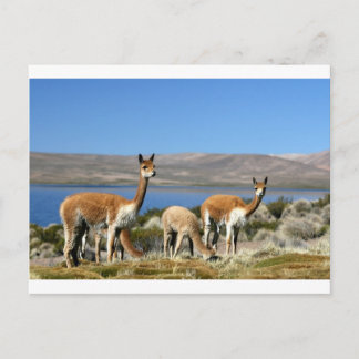 Vicuna i Lauca Nationalpark, Chile Vykort