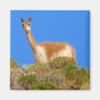 vicuña