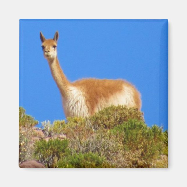 vicuña magnet (Framsidan)