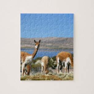 Vicuna på Lauca Nationalpark med hög beredskap Pussel