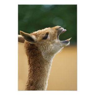 Vicuna som visar hans tjugonde fototryck
