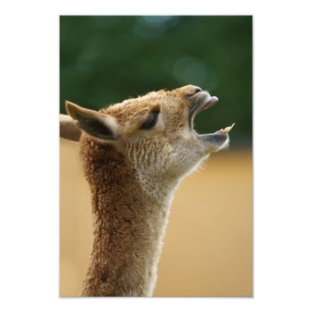 Vicuna som visar hans tjugonde fototryck (Framsidan)