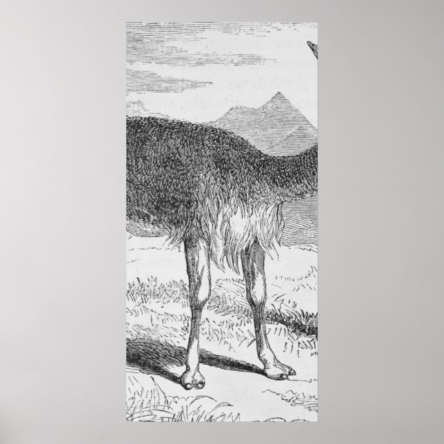 Vicunan vid Rio de Azufre Poster (Framsidan)