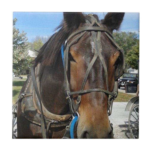 Vid Bibliotek, Amish Horse and Buggy Kakelplatta (Framsidan)
