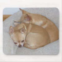 VID gullig Chihuahua förföljer valpen Mousepad