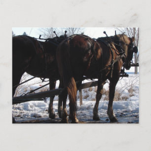 Vid Hitching Post Vykort
