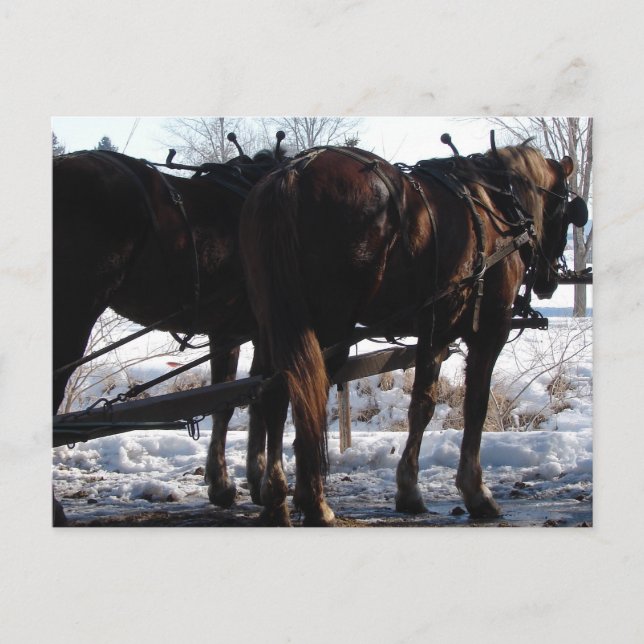 Vid Hitching Post Vykort (Framsida)