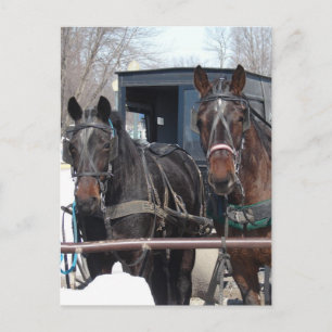 Vid Hitching Post Vykort