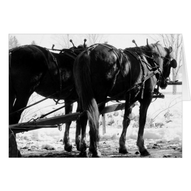 Vid Hitching Post Winter Amish Horses Hälsningskort (Framsidan Horizontal)
