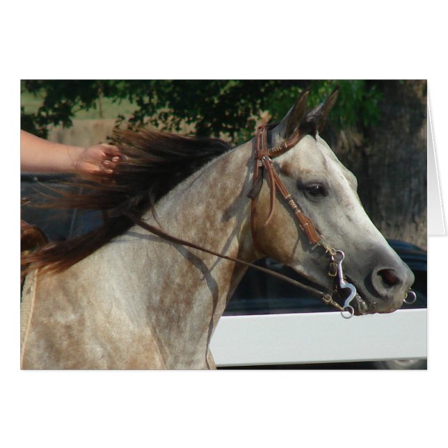 Vid Horse Show Hälsningskort (Framsidan Horizontal)