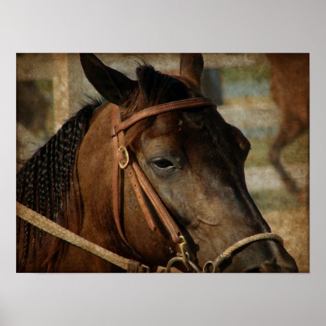 Vid Horse Show Poster (Framsidan)