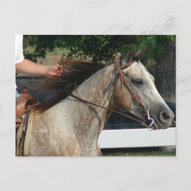 Vid Horse Show Vykort (Framsida)