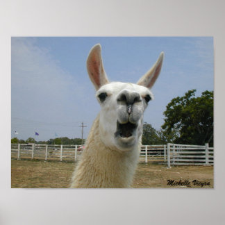 Vid Llamas-attack Poster