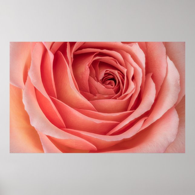 vid öppen orange rosa ros blommar innerhjärtmak fö poster (Framsidan)