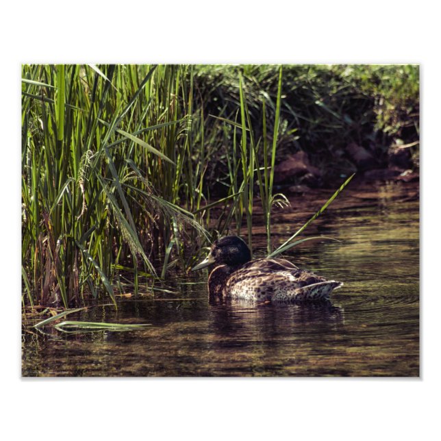 Vid Pond's Kant Fototryck (Framsidan)