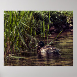 Vid Pond's Kant Poster