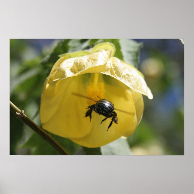 Vid sökning poster (Framsidan)