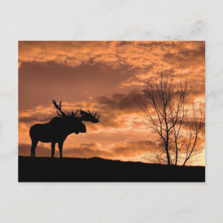 vid Sunset Post Card Vykort