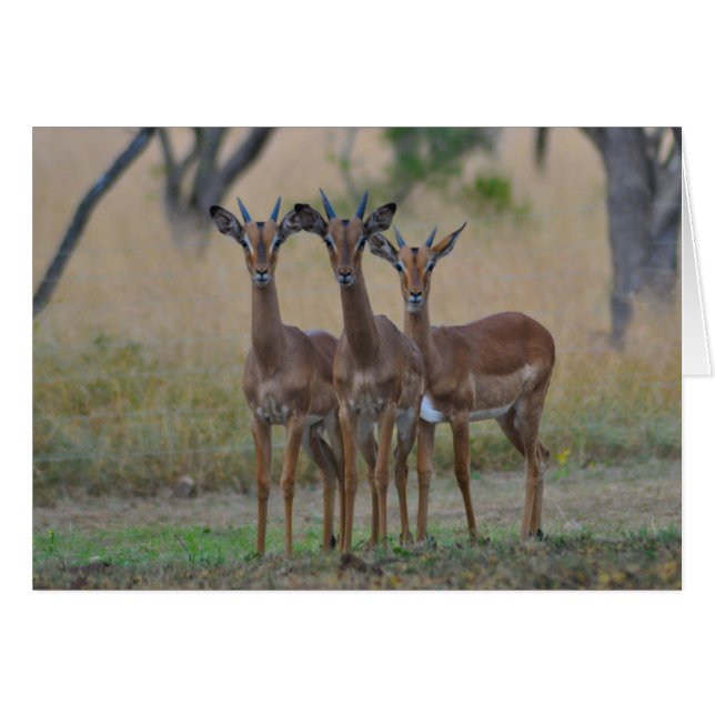 Vid varning - Impala-kort Hälsningskort (Framsidan Horizontal)