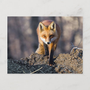 Vidarebefordra Fox Vykort