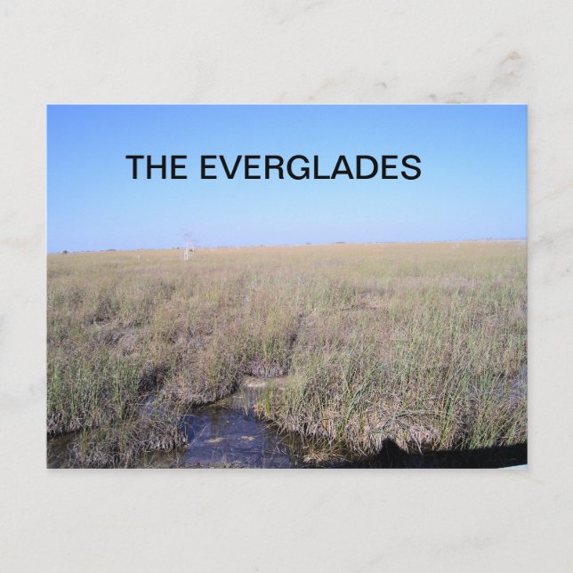 VIDDVIDD I EVERGLADES VYKORT (Framsida)