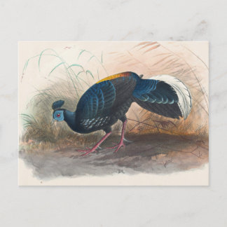 Vieillots brandstödda fasan av Joseph Varg Vykort