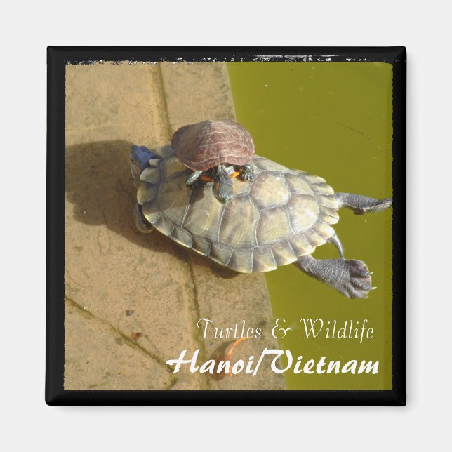 Vietnam, Hanoi, Turtles (Magnet) Magnet (Framsidan)