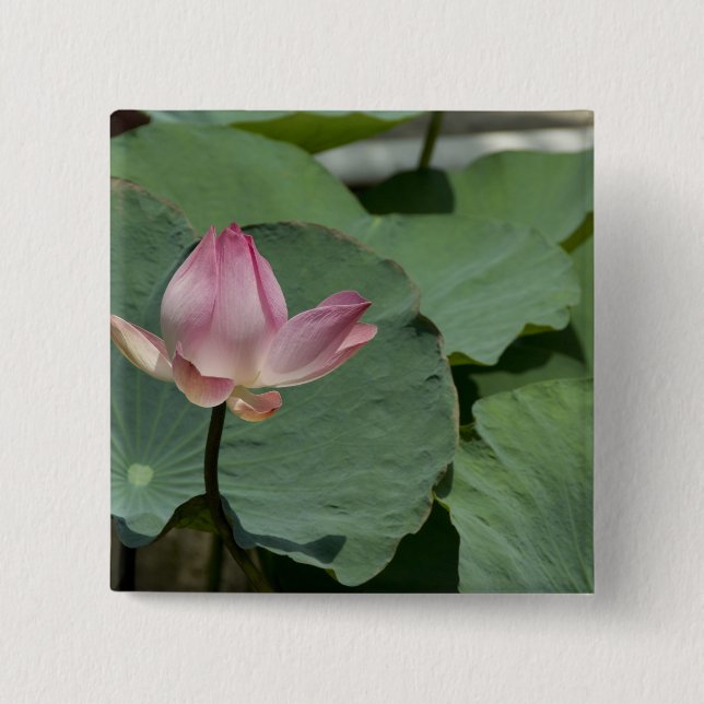 Vietnam, nära Saigon) My Tho. Vinh Trang 2 Knapp (Framsida)