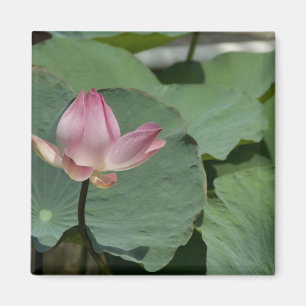 Vietnam, nära Saigon) My Tho. Vinh Trang 2 Magnet