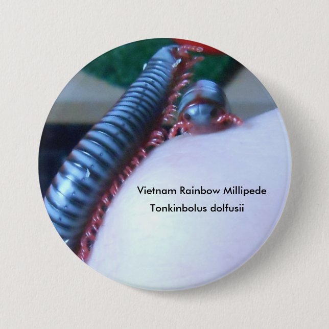 Vietnam regnbågeMillipede (den Tonkinbolus Knapp (Framsida)