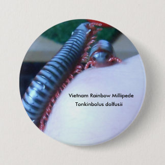 Vietnam regnbågeMillipede (den Tonkinbolus Knapp