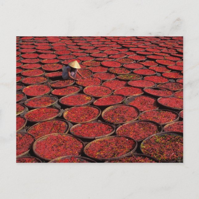 Vietnam. Torkning i basket under Vykort (Framsida)